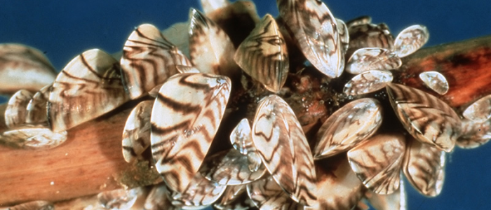 Zebra Muscles - photo courtesy of NABS (www.benthos.org)