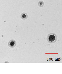 Doxorubicin-loaded γ-Polyglutamic Acid Biopolymer Nanoparticles