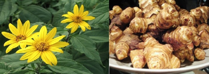 Helianthus tuberous Plant and Tubers