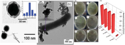 bacterial capture