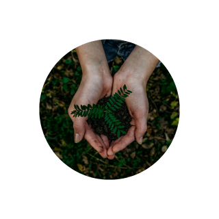 hands cupping soil with a tiny plant coming out of the soil