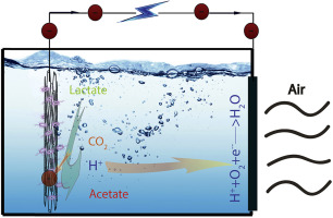 toc-of-3D-Printed-Porous-Carbon-Anode-for-Enhanced-Power-Generation-in-Microbial-Fuel-Cell.jpg